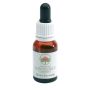 Bush fuchsia gtt 15ml