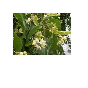 Eie tiglio 30 ml gocce