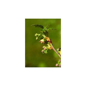 Msa ribes nigrum 50 ml